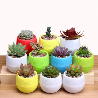 Chậu nhựa trồng cây sen đá xương rồng