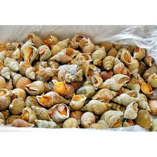 1kg ốc bullot cấp đông 50-80c