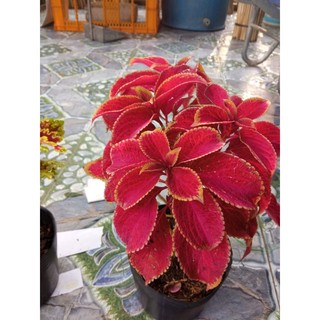 Cây Lá Gấm - tặng kèm phân bón(chỉ ship miền Nam vì cây dễ bị rụng lá)