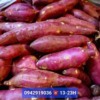 500Gr Khoai lang sống ruột vàng giống nhật size vừa