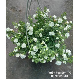 (VHST giao TP.HCM trong ngày) CÂY DẠ YẾN THẢO đang hoa.