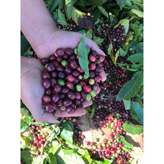 Cà Phê Phin Túi Lọc Baka Coffee (Túi Zip)