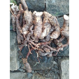 1kg củ hà thủ ô trắng, tươi