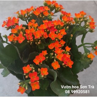 Cây sống đời hoa đỏ đơn,.