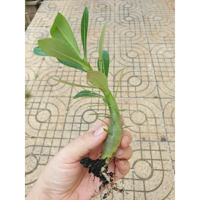 Cây sứ thái con gieo hạt thân đang to dần