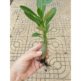 Cây sứ thái con gieo hạt thân đang to dần