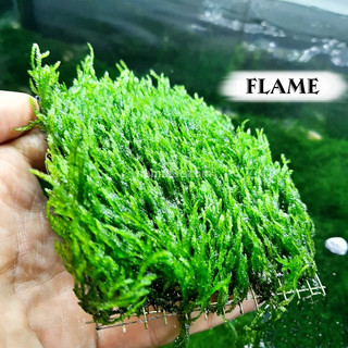 Rêu flame cho bể thủy sinh vỉ 9x9cm