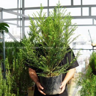 Cây Hoa Gạo Sữa Trắng - Giống Úc Jun Garden