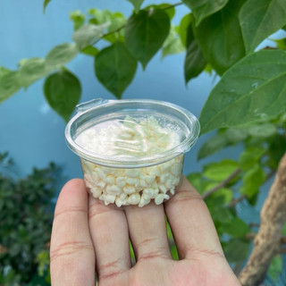 Phomai Sữa Viên Dành Cho Hamster