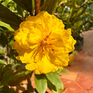 Cây mai cúc hoa hồng thanh tú - đọt non đỏ tươi, bonsai gốc ghép đẹp