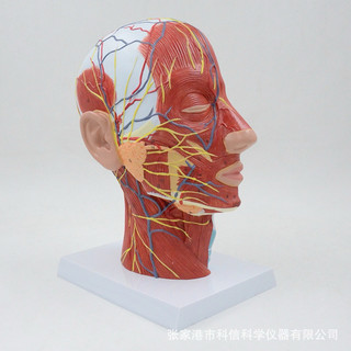 Mô hình mô phỏng cơ và dây thần kinh đầu người