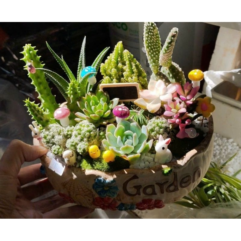 Chậu gốm mix sẵn sen đá xương rồng tiểu cảnh 18x14x7cm
