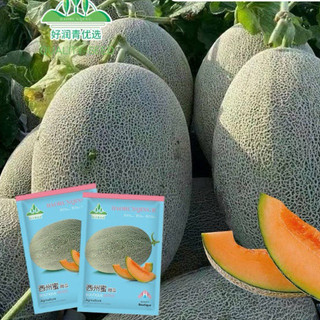 [Runqing] Hạt Giống Dưa Lưới Hami Vỏ Xanh Nhập Khẩu - Độ brix 15 - Gói 50 Hạt