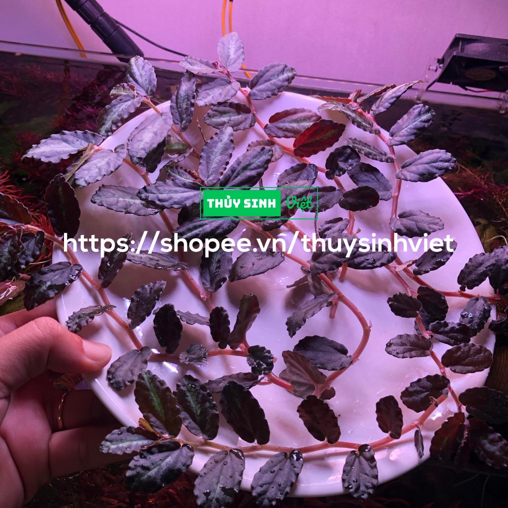 Cây leo thằn lằn nhung - Pellionia Repens - Cây bán cạn, thủy sinh - Thủy Sinh Việt
