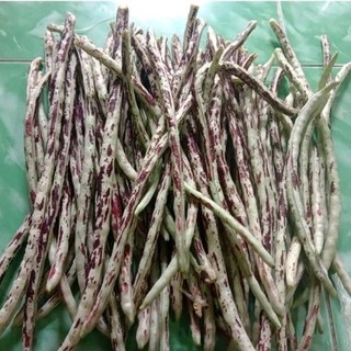 [ Mua 1 tặng 1] Gói 30  Hạt giống đậu trúc Thái Lan_ Tặng 1 đậu đũa xanh siêu dài