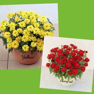 Hạt giống bù hàng_ Chỉ 1k