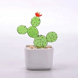 🌵 Xương Rồng Thuỷ Tinh 🌵
