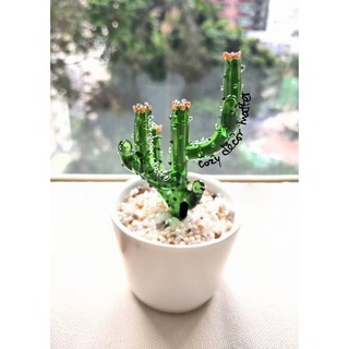 🌵 Xương Rồng Thuỷ Tinh 🌵