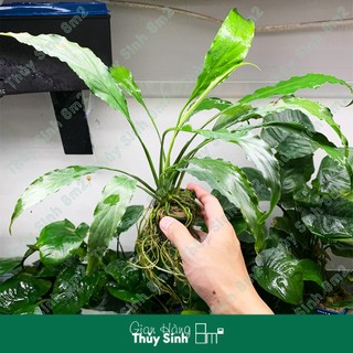 Cây lan ý | cây thủy sinh không co2, bán cạn, hậu cảnh | 8m2