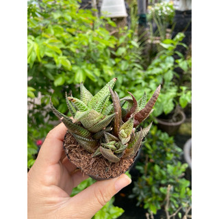 Móng rồng xoáy