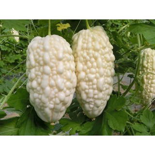 Hạt giống khổ qua trắng f1