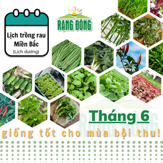 Hạt giống Rau Củ Quả trồng theo mùa ở miền BẮC, tháng 6 này trồng rau gì? - Hạt giống Rạng Đông