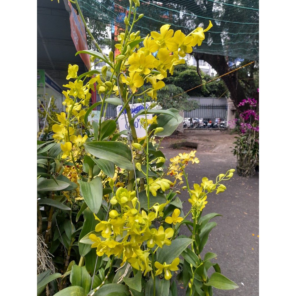 Combo 2 gói Phân bón lá siêu lân đỏ halan 10-55-10+te tạo mầm hoa phân hoá nhiều nụ ra rễ khoẻ gói 15g