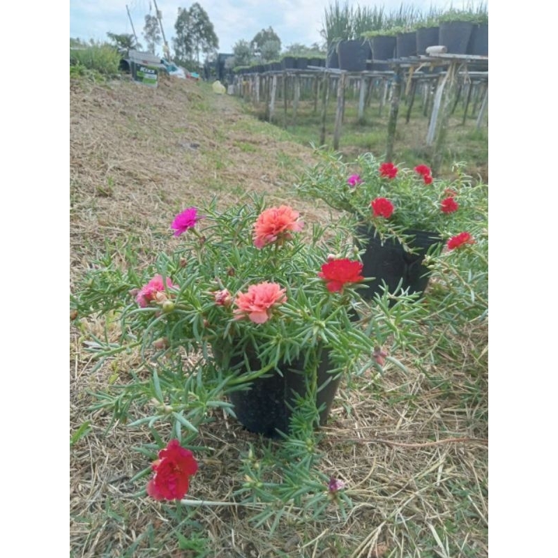 Combo 10, 20- 30 nhánh hoa mười giờ đủ màu