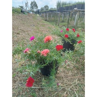 Combo 10 nhánh hoa mười giờ đủ màu