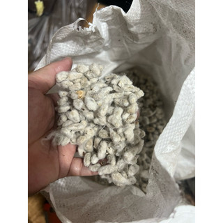 hạt giống cây bông vải(20hạt)