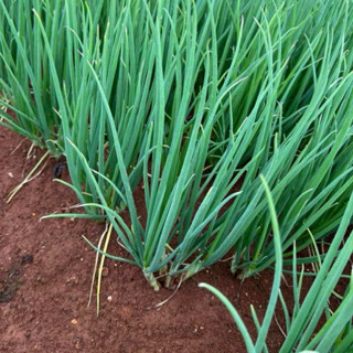  Deal - Hạt Giống Hành Lá - 200 Hạt - GM 75% 