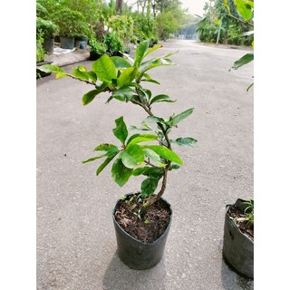 Chậu mai vàng để bàn trưng Tết chậu bàu đen