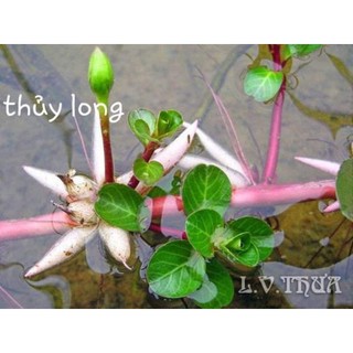 N&T Garden -cây thủy sinh sống nổi thủy long