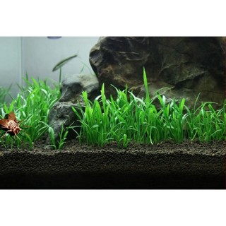 Cây thủy sinh huệ nước - cây cỏ lưỡi rắn 1 bó