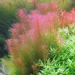 Cây thủy sinh luân thảo đỏ không cần co2, phân nền