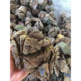 Đá Da Voi Thủy Sinh