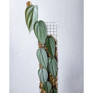 Philodendron 'burle marx fantasy' ✨ freeship ✨