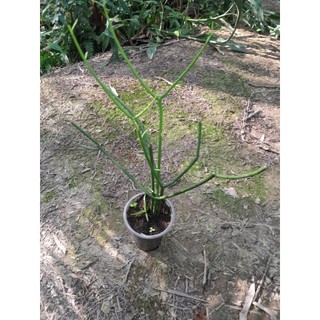 Cây giao cây giống cao 25cm, 1 bầu 2-3 cây