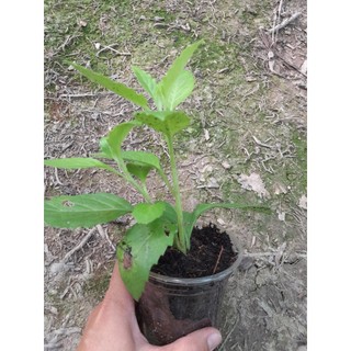 Cây Kim Thất ( cây bầu đất) cây giống