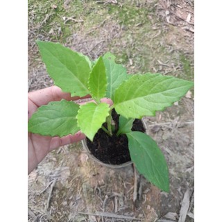 Cây Kim Thất ( cây bầu đất) cây giống