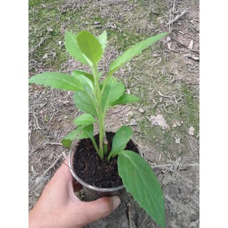 Cây Kim Thất ( cây bầu đất) cây giống