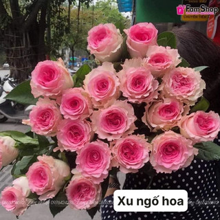 Hoa hồng rễ trần các màu mới năm 2024 siêu đẹp