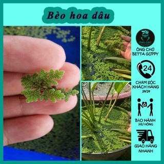 Bèo hoa dâu - 100 nhánh