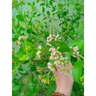Cúc tần phơi khô/tươi