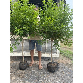 Cây Nguyệt Quế Thoát Thân Cây To Ảnh thật