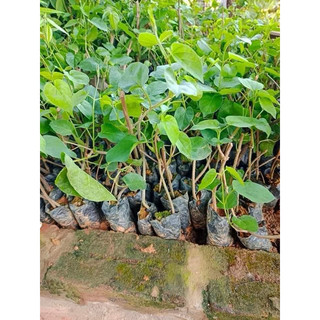 Cây giống hoa thiên lý