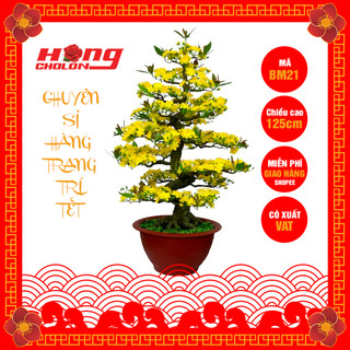 Chậu cây hoa mai bomsai giả trang trí Tết BM21 cao 125cm