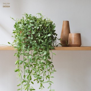 Chậu cây lan hạt dưa Sữa  | THE FISH DESIGN  Size LS ( cây trong nhà, cây văn phòng, cây xanh, cây, cây bàn làm việc...)