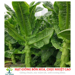 Hạt giống rau cải tiến vua gói 5gram