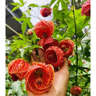 Cây lồng đèn, hoa hồng sapa sẵn chậu